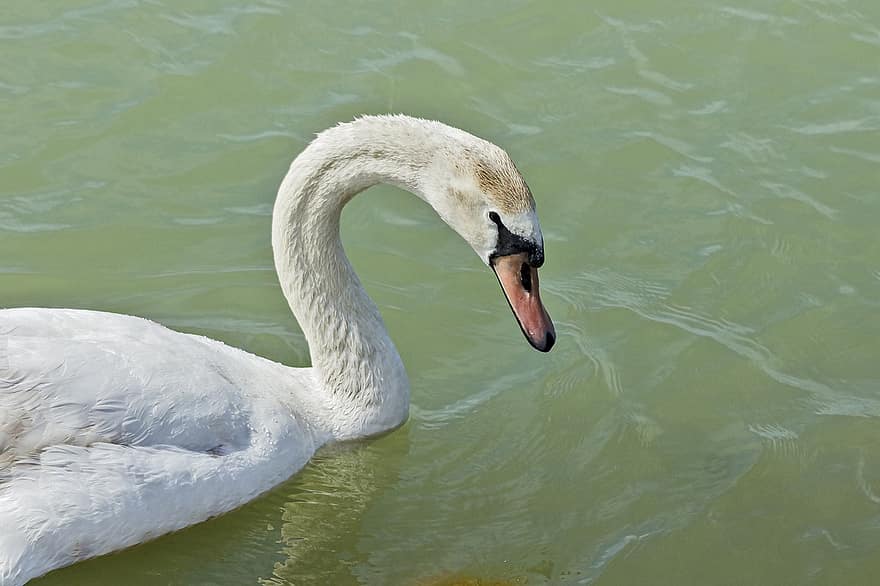 Swan, Bird, White Swan, Neck, Beak, Head, Swim, Portrait, Elegant, Feathers, Water