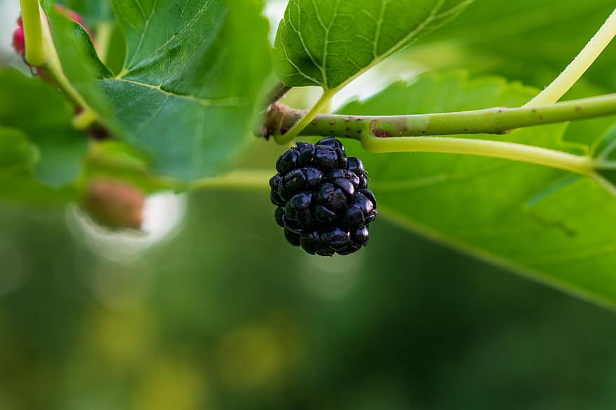 Blackberry, beri, buah-buahan, makanan, matang, organik, segar, menghasilkan, sehat, panen