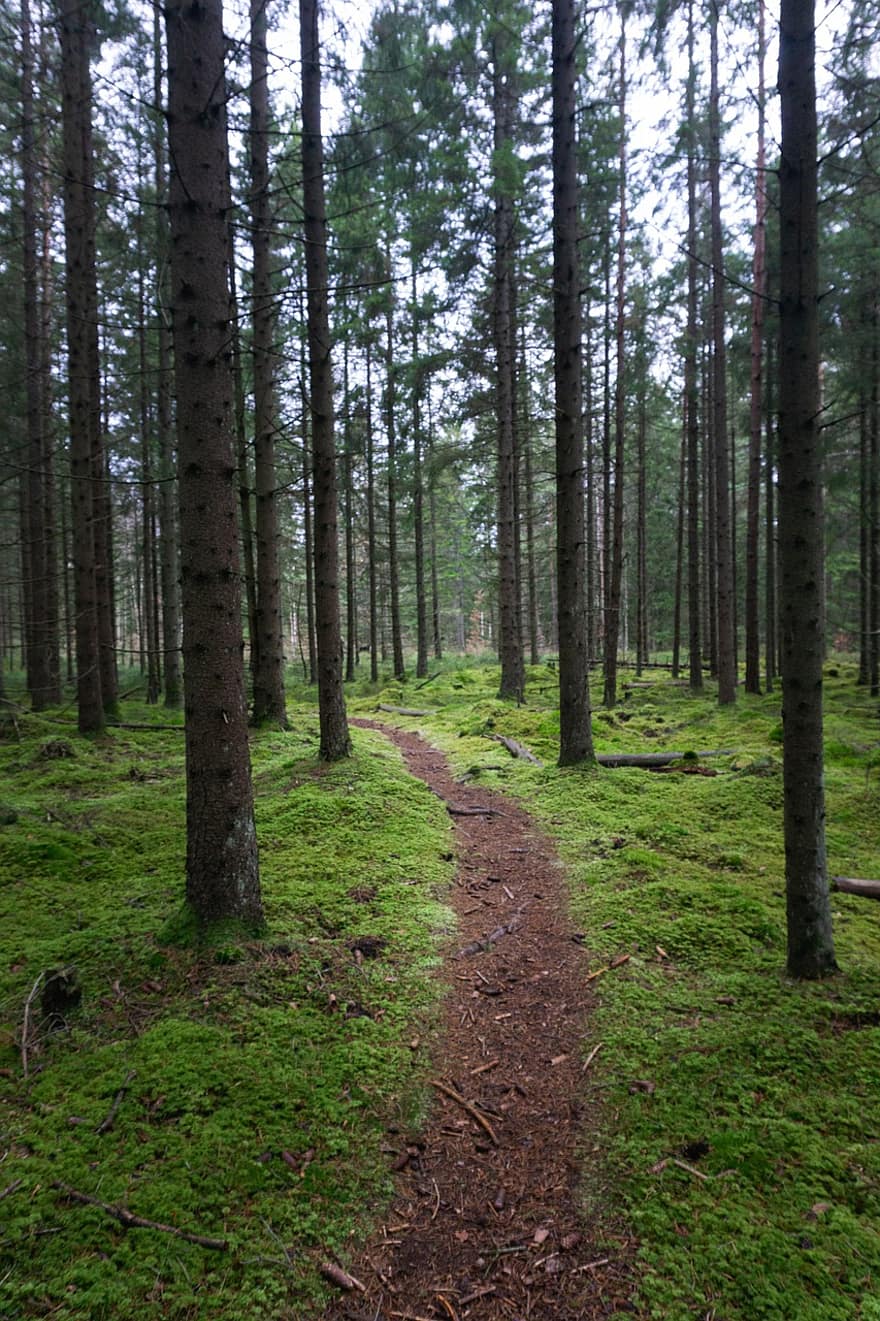 Bos, spoor, natuur, bomen, pad, landschap, bossen, Zweden, boom, voetpad, groene kleur