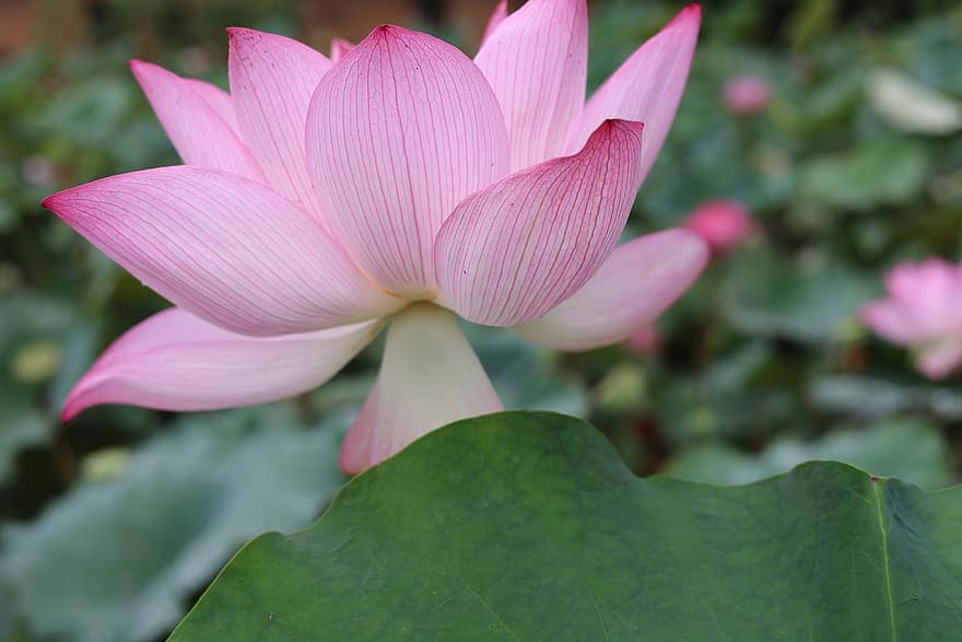Flower, Lotus, Aquatic Plant, Flowering, Pond, Petals, Blossom, Botany, Plant, Growth, Nature