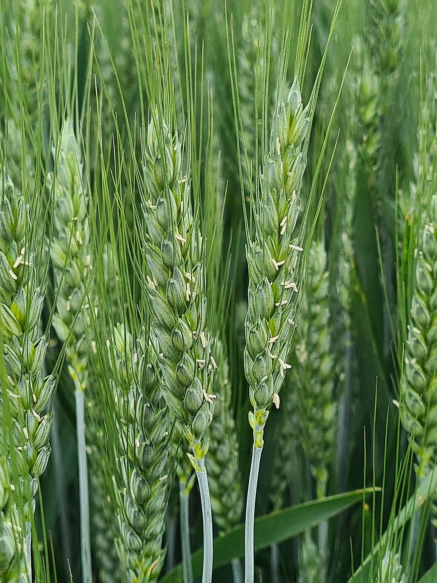 Wheat, Field, Agriculture, Nature, plant, growth, close-up, farm, green color, summer, freshness