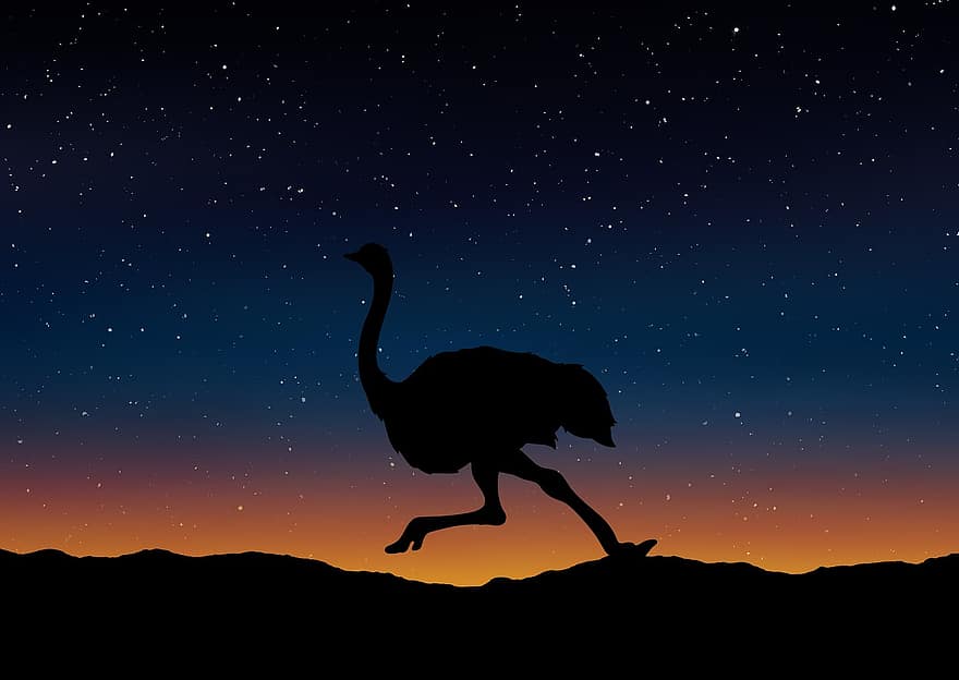 avestruz, silhueta, panorama, natureza