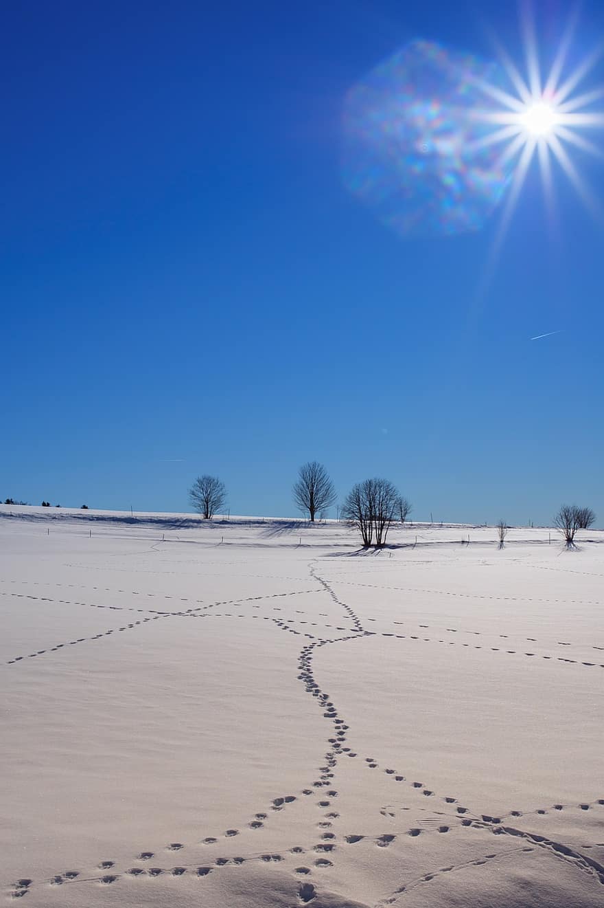sporen, sneeuw, natuur, winter, dierensporen, zon, koude, bevroren, bomen, snowscape, landschap