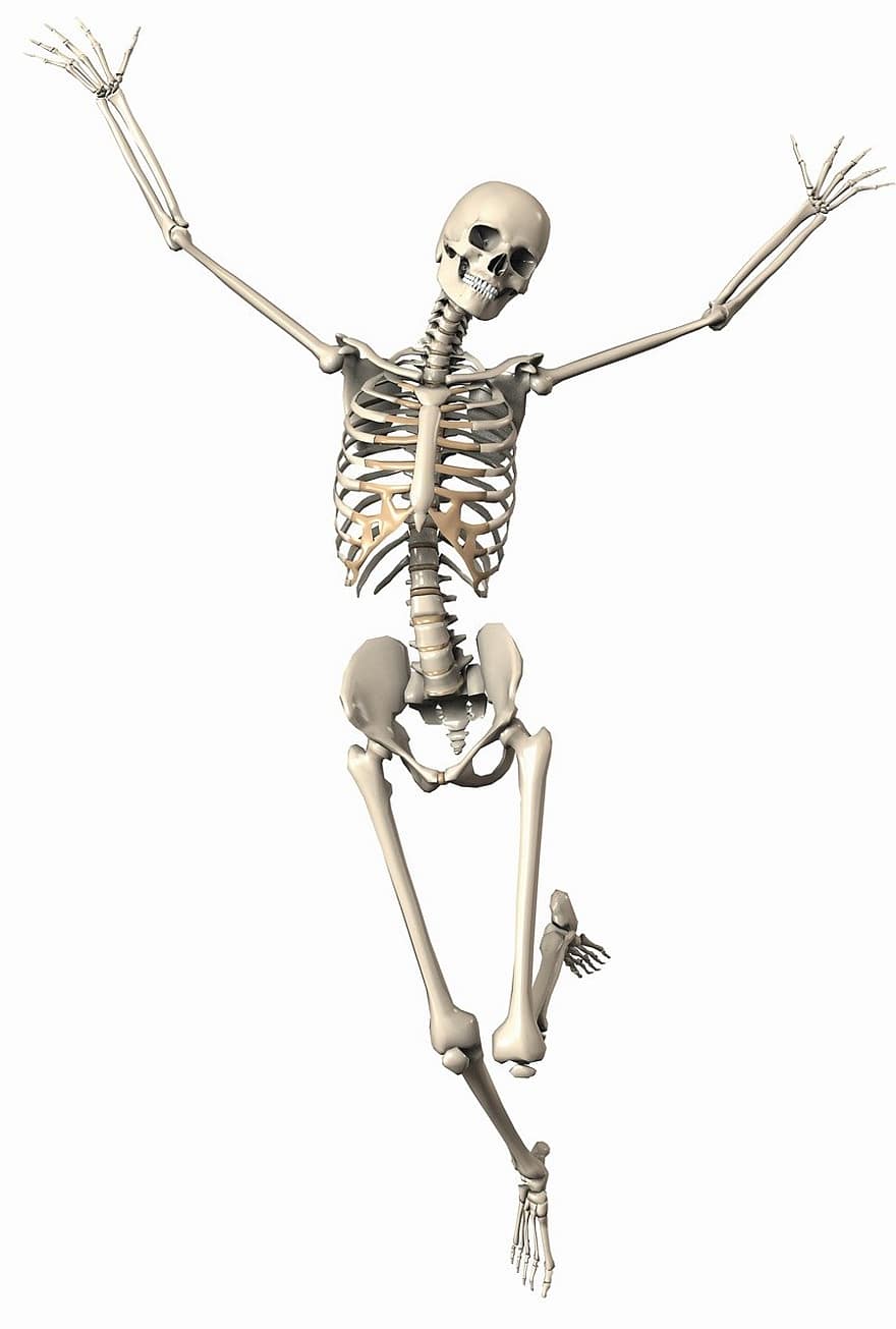 skelet, kvinde, endoskelet, Indvendigt skelet, knogle, digital kunst, 3d, positur, udgør, 3d visualisering, visualisering