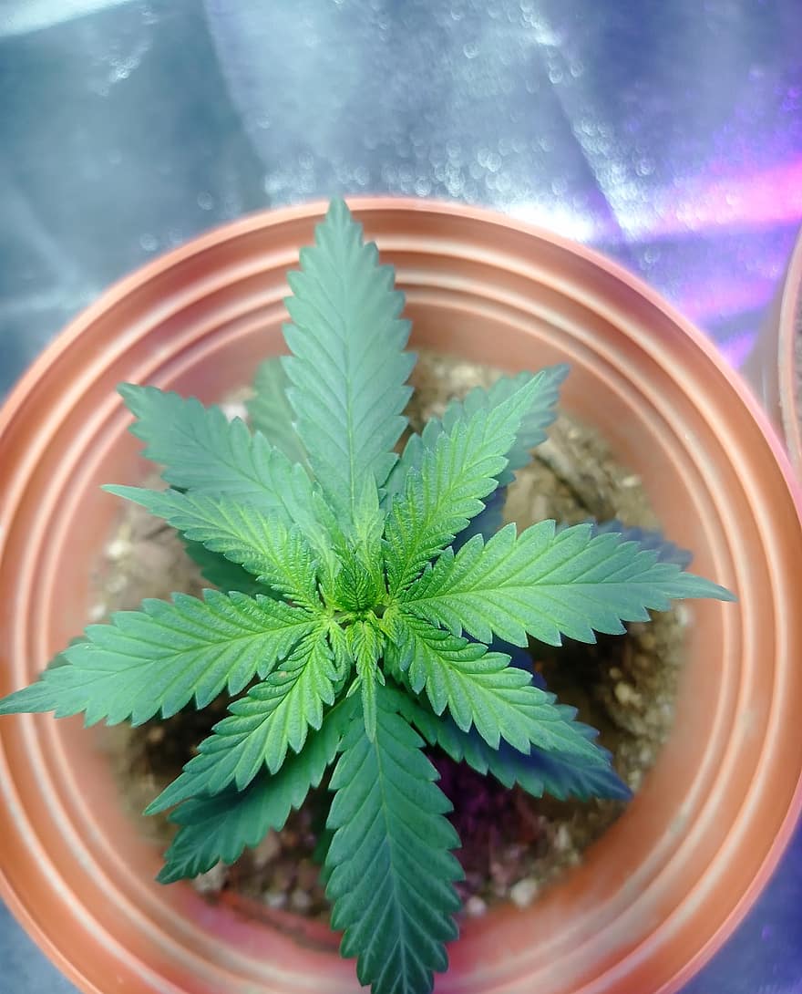 Marijuana, Plant, Cannabis, Weed, Leaves, Pot, Nature, Green, Herb, Medicine, Natural