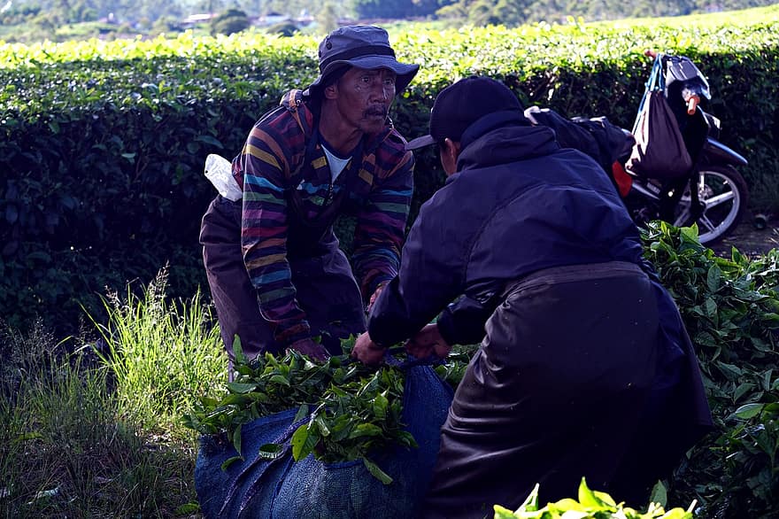Събиране на чаени листа, чайна плантация, бране на чайни листа, работници, фермери, селско стопанство, хора, възрастен, семейство, работа, начин на живот