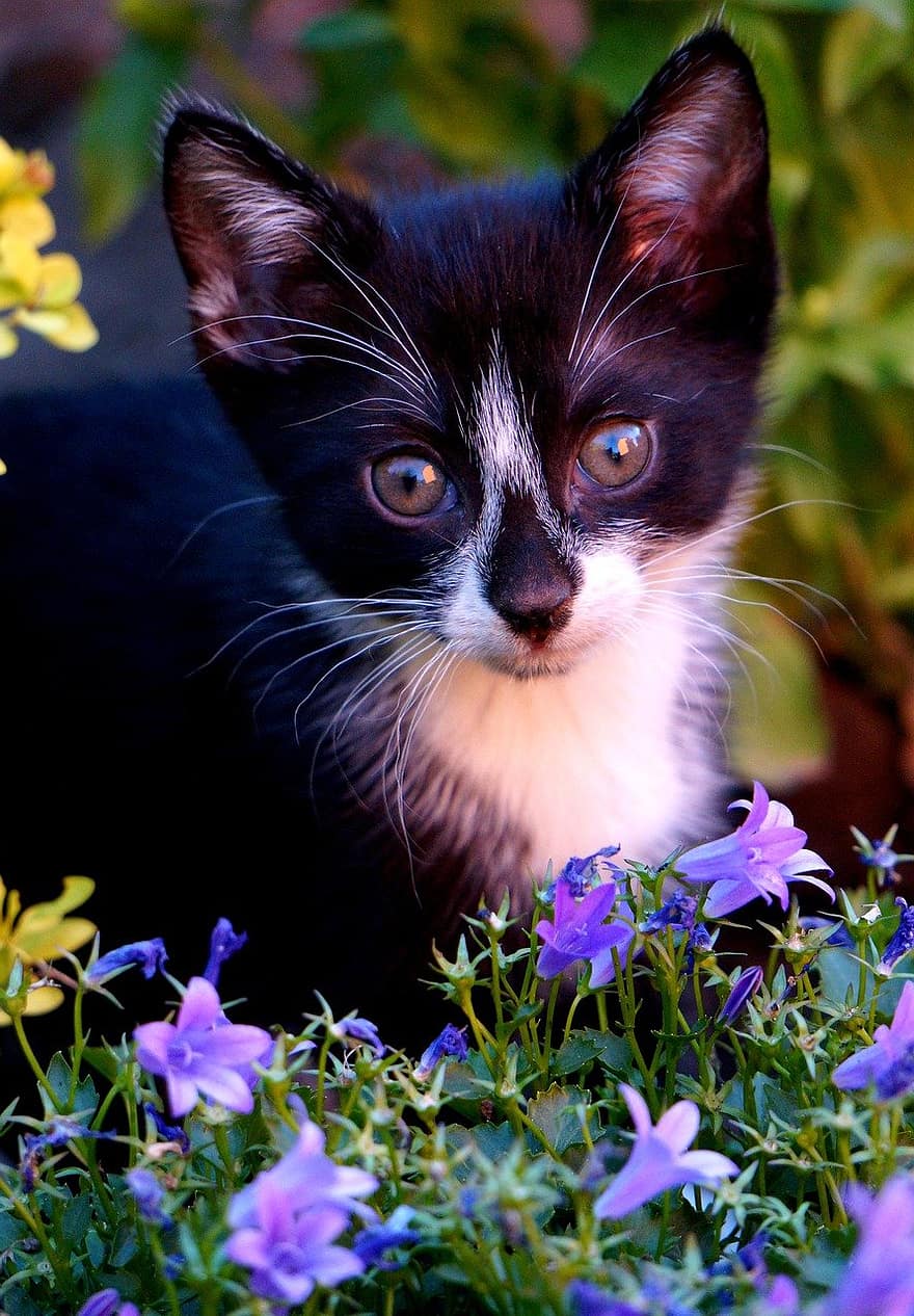 katt, kattunge, kjæledyr, ung katt, dyr, innenlandsk korthåret katt, innenlands, feline, pattedyr, pus, liten