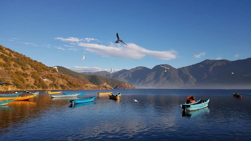 lago lugu, gaivota, barco de madeira