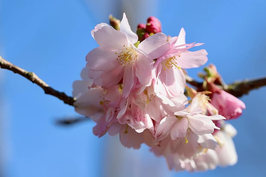 wiśnia japońska, grannenkirsche, gałąź kwitnienia, Kwiat Wiśni, kwitnąć, wiśnia ozdobna, płatki, kwiat, flora, sakura, ścieśniać