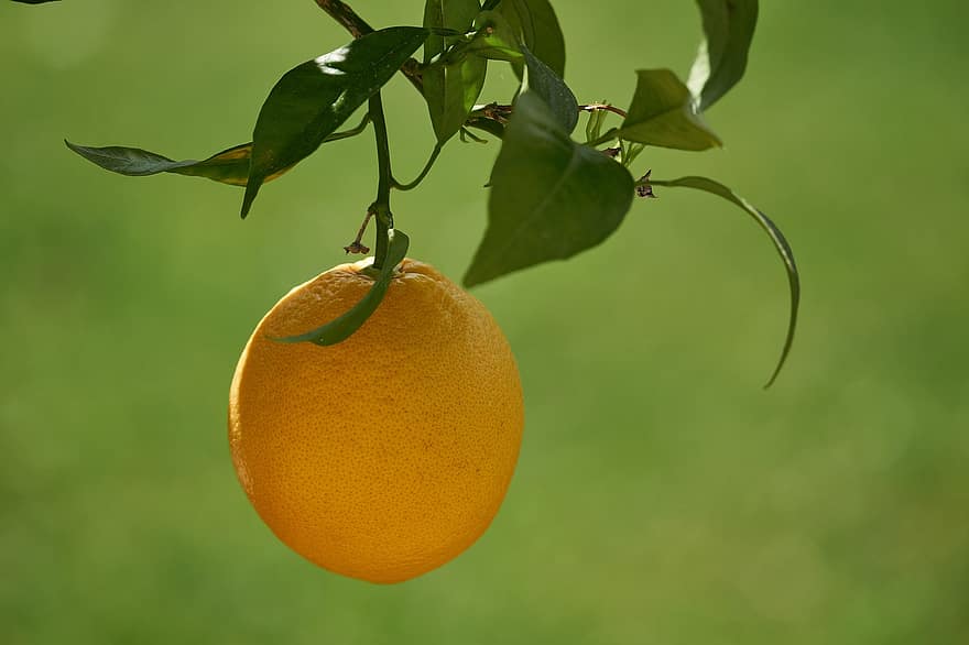 оранжев, плодове, плодово дърво, флора, природа, свежест, зелен цвят, листо, цитрусов плод, едър план, лято