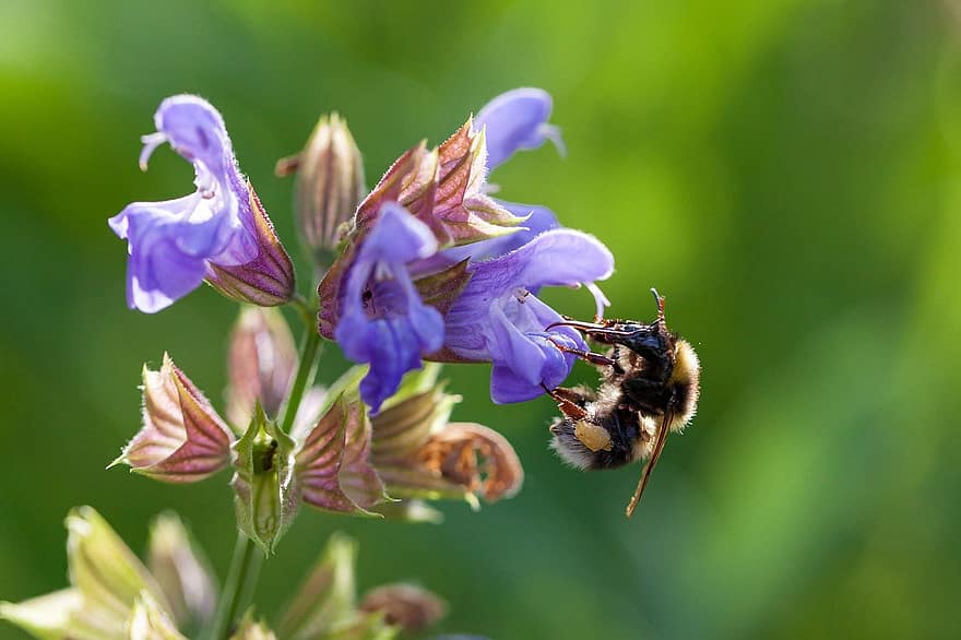 Bie, insekt, pollinere, pollinering, blomst, bevinget insekt, vinger, natur, Hymenoptera, entomologi, nærbilde