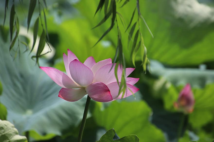 Lotus, Blume, Pflanze, Blütenblätter, pinke Blume, Seerose, Blätter, blühen, Wasserpflanze, Flora, Teich