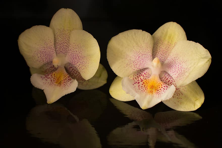 orchidee, fiori, Fiore di orchidea, fiorire, petali, petali di orchidea, flora, riflessione, avvicinamento, natura