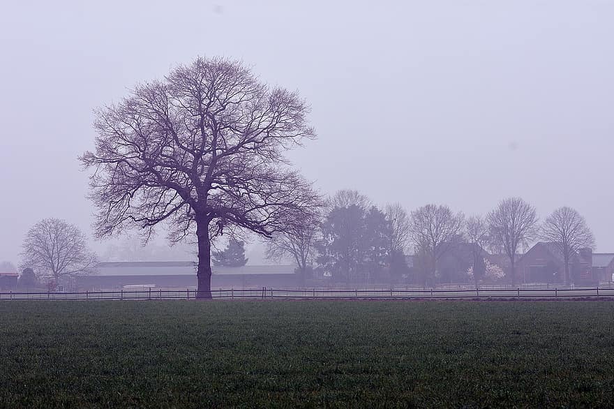 дерева, поле, туман, туманний краєвид, краєвид, вранці, природи