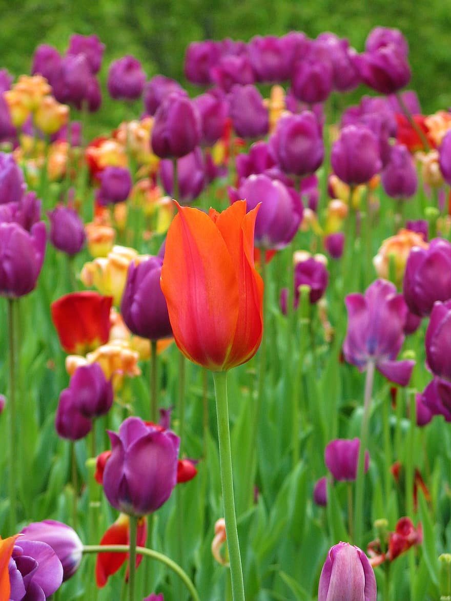 tulipány, květiny, zahrada, okvětní lístky, Tulipán lístků, jarní květiny, květ, rostlin, tulipán, vícebarevné, rostlina