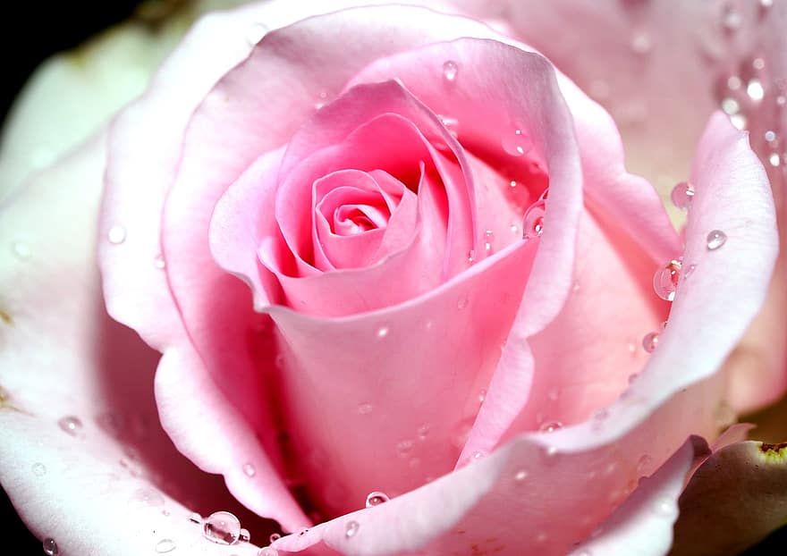 Rose, fleur, plante, rose rose, rosée, humide, Drewdrops, fleur rose, pétales, Floraison, la nature
