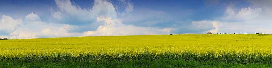 champ de colza, colza, fleurs de colza, la nature, paysage, agriculture, scène rurale, été, Prairie, jaune, couleur verte