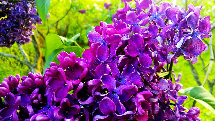 lila, las flores, planta, Flores moradas, pétalos, floración, naturaleza, púrpura, de cerca, hoja, flor