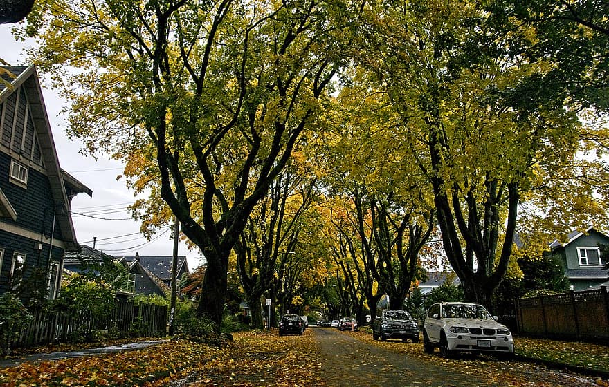 χωριό, φθινόπωρο, πτώση, δέντρα, δρόμος, μονοπάτι, γειτονιά, δέντρο, φύλλο, κίτρινος, εποχή