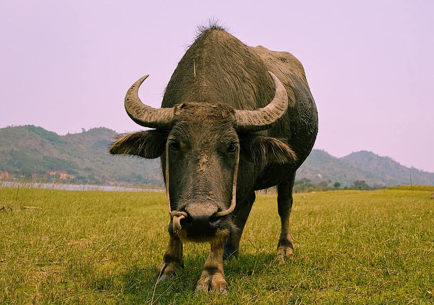 buffel, djur-, landsbygden, bruka, äng