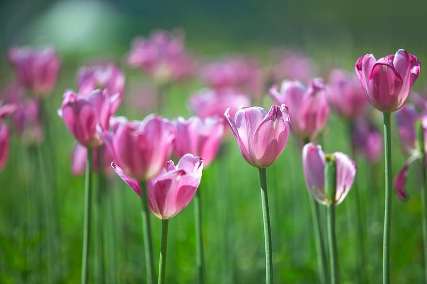 tulipan, blomster, planter, petals, vårblomster, vår, blomst, parkere, blomsterhage, hage, felt