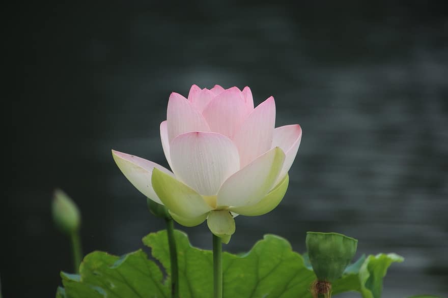 lotus, květ, rostlina, okvětní lístky, leknín, kvetoucí, vodní rostliny, flóra, Příroda, rybník, detailní