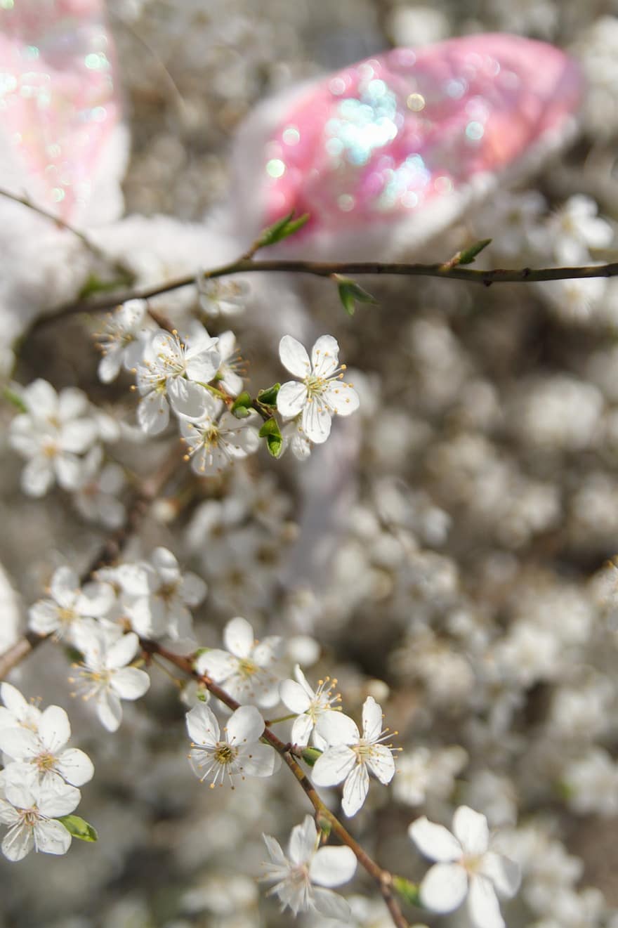 Pasqua, fiori bianchi, primavera, albero in fiore, coniglietto di Pasqua, fiore, avvicinamento, ramo, petalo, pianta, freschezza