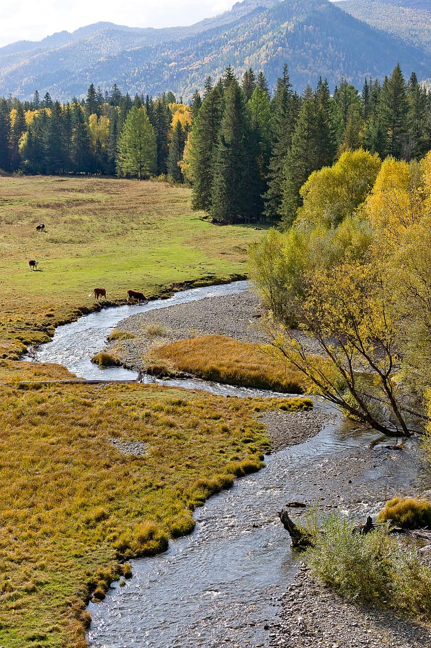 folyó, fák, hegyek, Altai, ősz, sztyeppe, erdő, tájkép, fa, hegy, víz