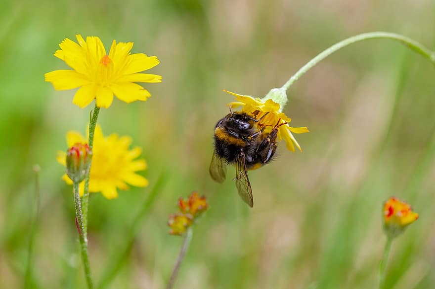 abeille, insecte, féconder, pollinisation, fleurs, insecte ailé, ailes, la nature, hyménoptères, entomologie, macro