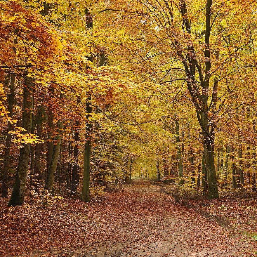 autunno, foresta, boschi, parco, foresta d'autunno, strada forestale, paesaggio, alberi, faggeta, albero, foglia