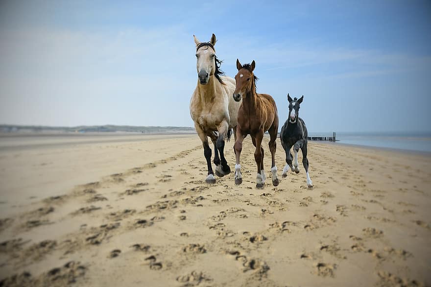 hester, equine, Strand, hav, dyr, natur, vann, løping, pattedyr, ride, galopp