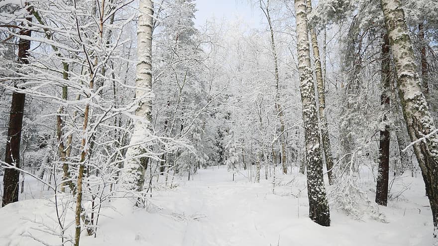 Winter, Wald, Schnee, Baum, Natur, Hintergrund, Weiß, kalt, Landschaft, draussen, Jahreszeit