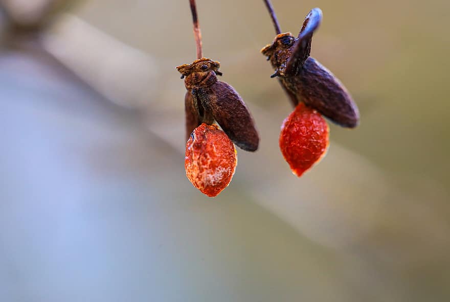 Spindle, Fruit, Dried, Plant, Seed, Dry Fruit, Withered, Autumn, Nature, close-up, leaf