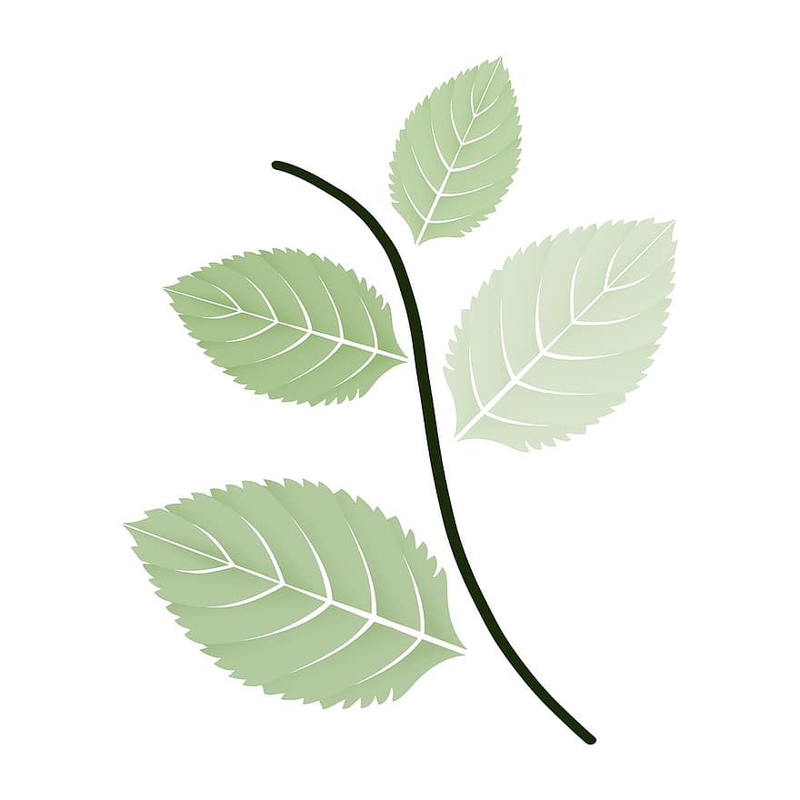 клон, листа, растение, шума, клонка, природа