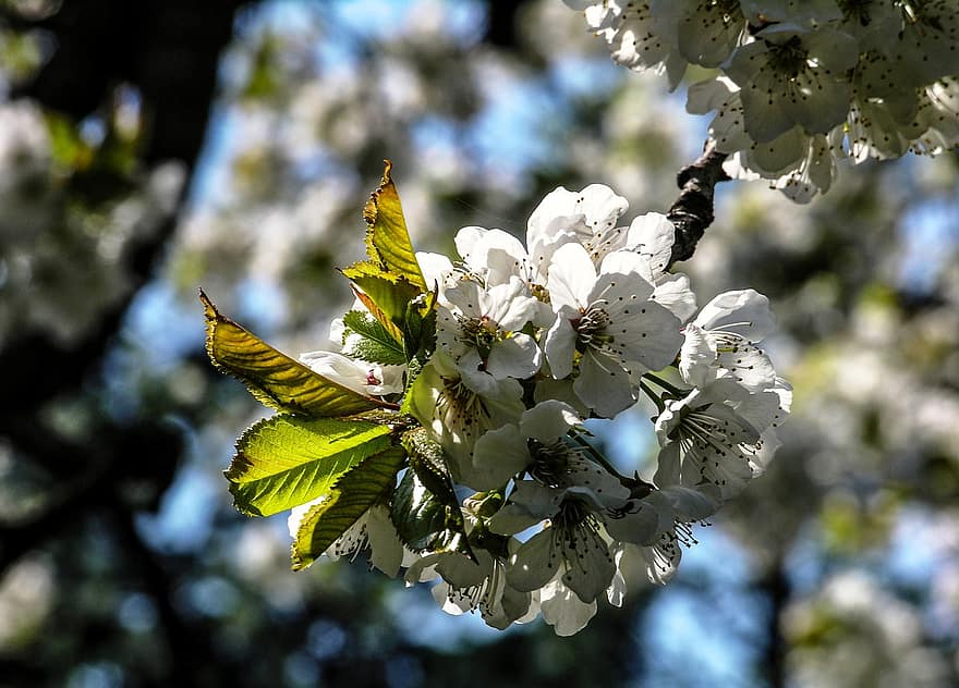 りんごの花、白い花、春、葉、ブランチ、閉じる、木、工場、シーズン、花、鮮度