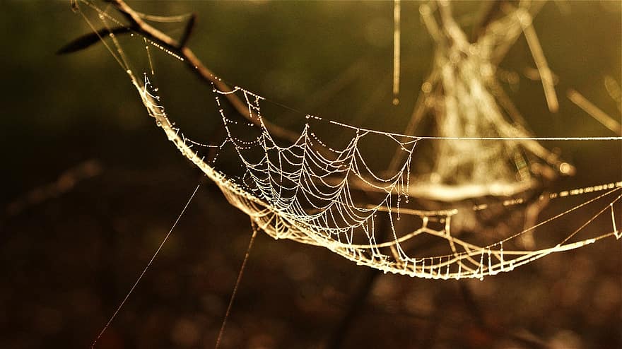 jaring laba-laba, sarang laba-laba, habitat, alam, laba-laba, merapatkan, embun, makro, penurunan, di luar rumah, musim gugur
