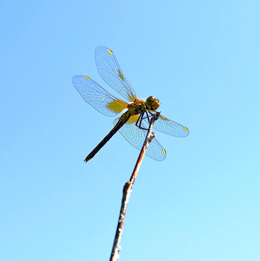 Dragonfly, Wings, Hymenoptera, Macro, Summer, Insect, Closeup