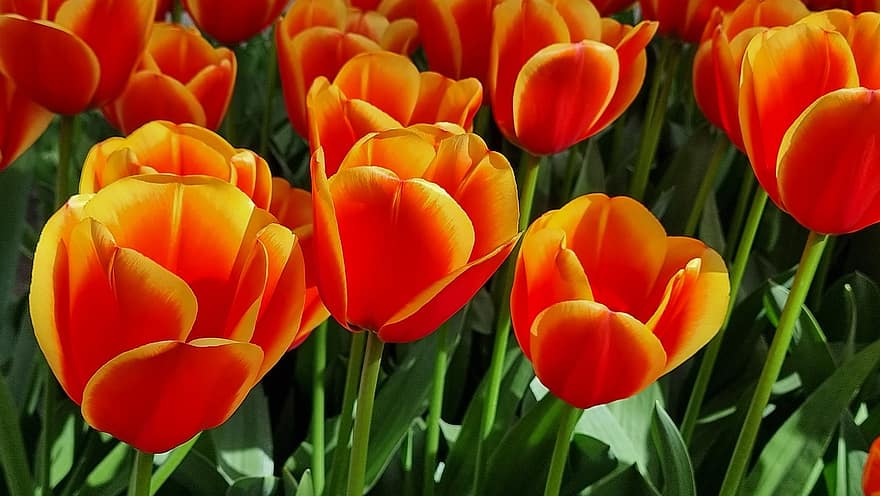 květiny, tulipány, Příroda, cibulovitá rostlina, květ, jaro, keukenhof, botanika
