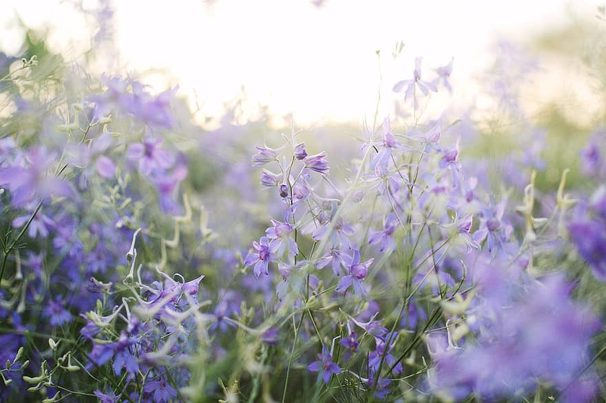 Blooming Field, Summer, Violet Flowers, Meadow, Flowering Meadow, Purple Flowers, Postcard, Background, Wallpapers, Wallpaper