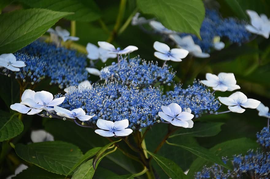 květ, květ hortenzie, hortenzie modrá, bílé květy, květina v květu, letní kvetení, dekorativní rostlina, zahrada, romantický