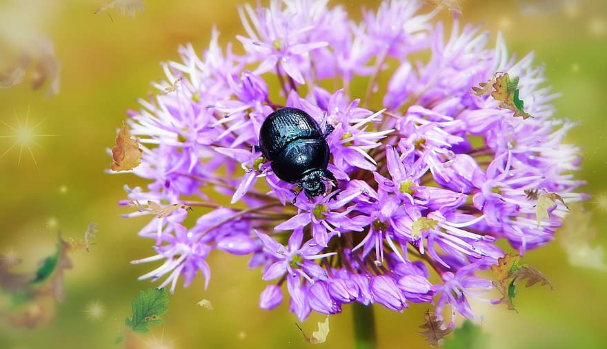 甲虫、フラワーズ、紫色の花、鞘翅目、昆虫、節足動物、フローラ、動物相、咲く、花、閉じる
