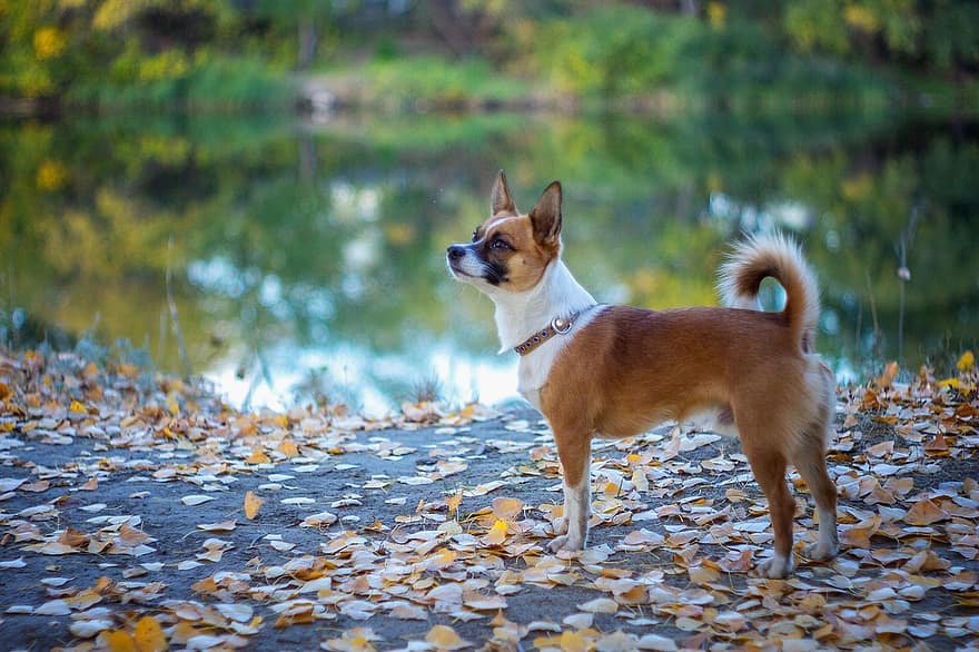 Animal, Dog, Canine, Mammal, Pet, Breed, Nature, Autumn, Fall, Season, Outdoors