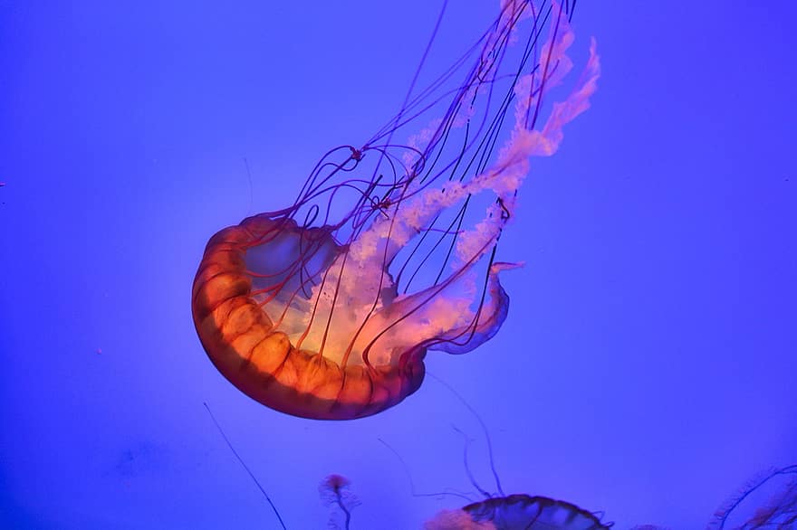 медузи, під водою, море, океану, риба, природи, дикої природи, акваріум, зоопарк