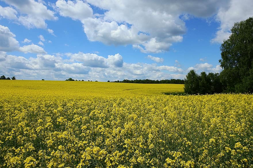 Canola Field, Rapeseeds, Field, Meadow, Yellow Flowers, Farmlands, Village, Sky, Clouds, Landscape, Agriculture