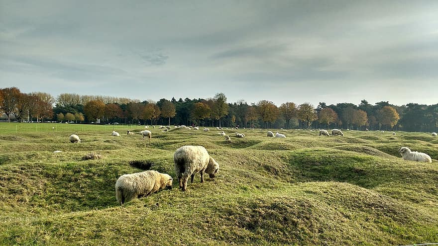 Sheep, Field, Autumn, Fall, Crater, Forest, Nature, Landscape