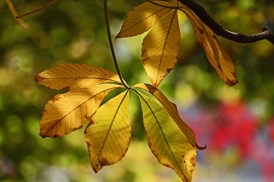 otoño, hojas, follaje, hojas de otoño, follaje de otoño, colores de otoño, Otoño, hojas amarillentas, Follaje amarillento, naturaleza, temporada de otoño