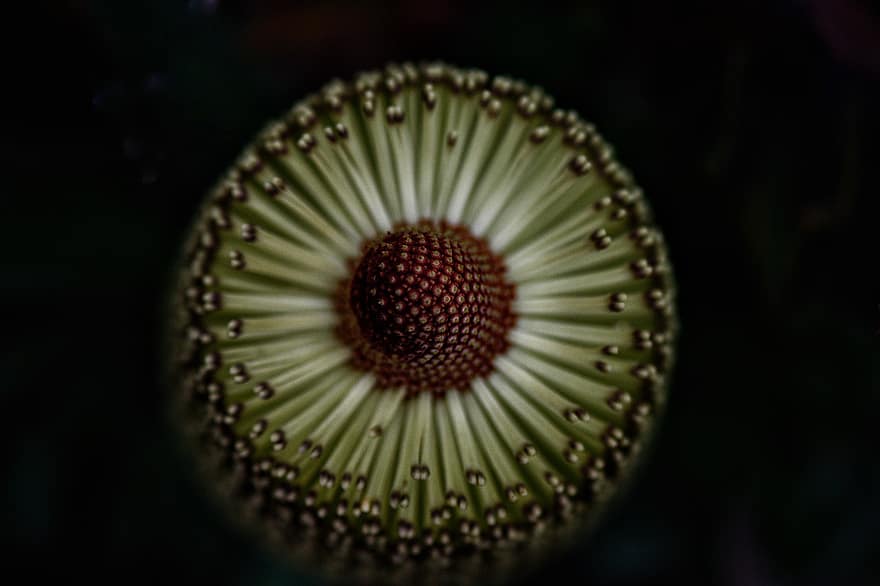 Banksia, Flower, Plant, Wildflower, Bloom, Exotic, Flora, Dark, Macro, Closeup, Flowers