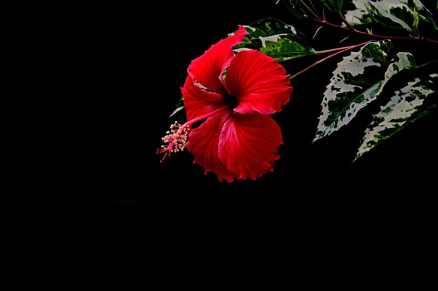 poślubnik, czerwony hibiskus, czerwony kwiat, kwiat, flora, Natura, ogród