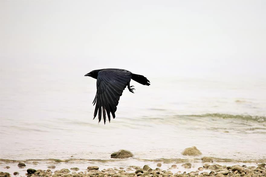 гарван, летене, езеро, черна птица, птица, животно, дивата природа, полет