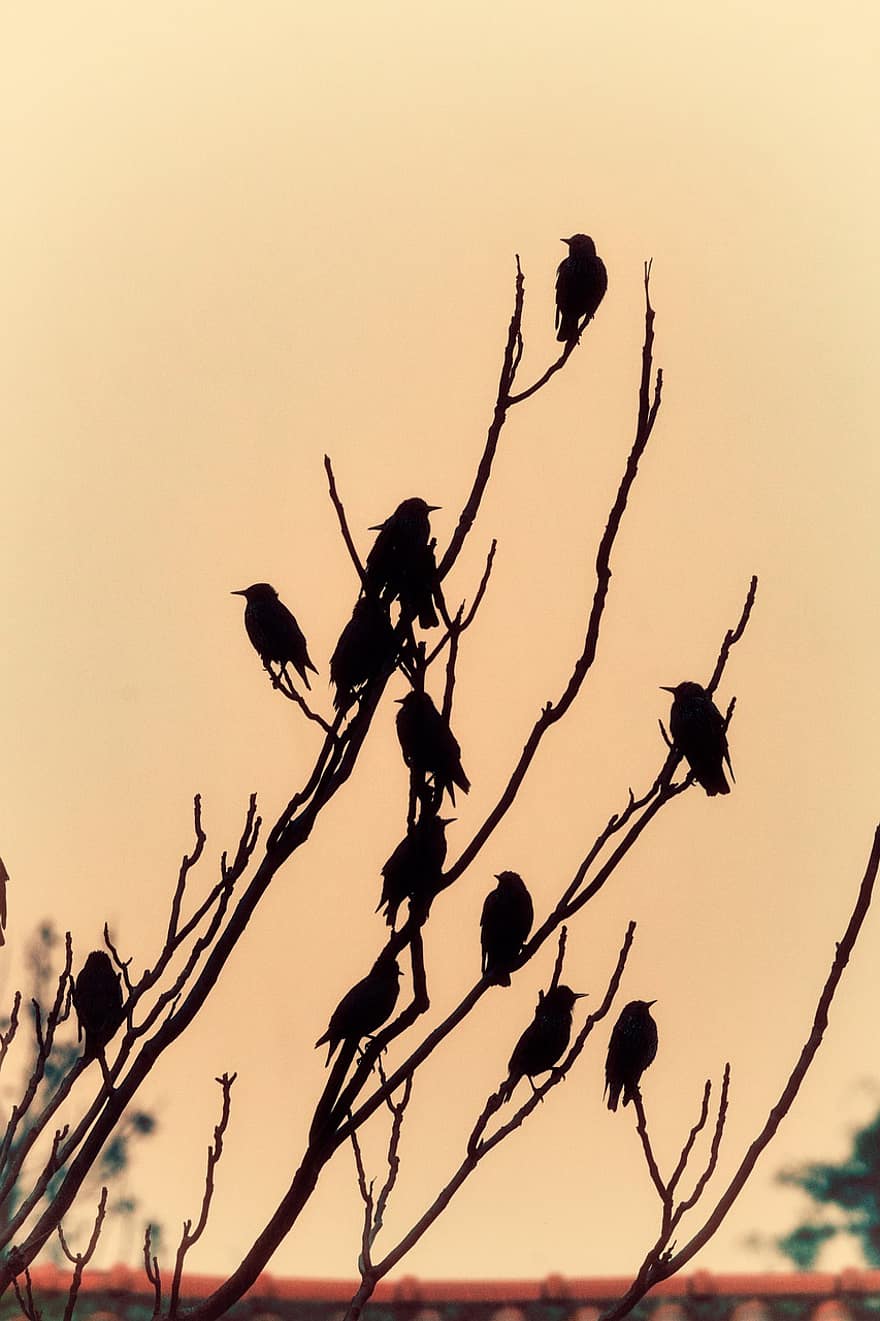 Birds, Flock, Swallows, Crow